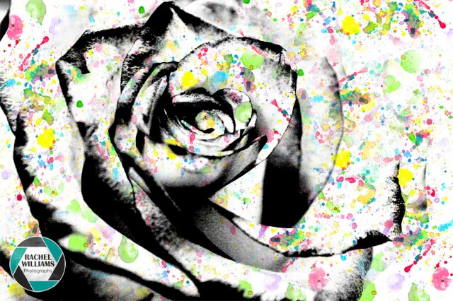 rachelwilliams-flower-watercolor-rose