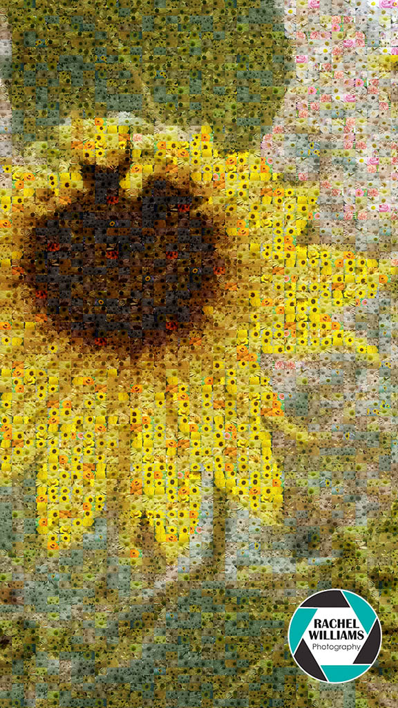 Sunflower, mosaic, 