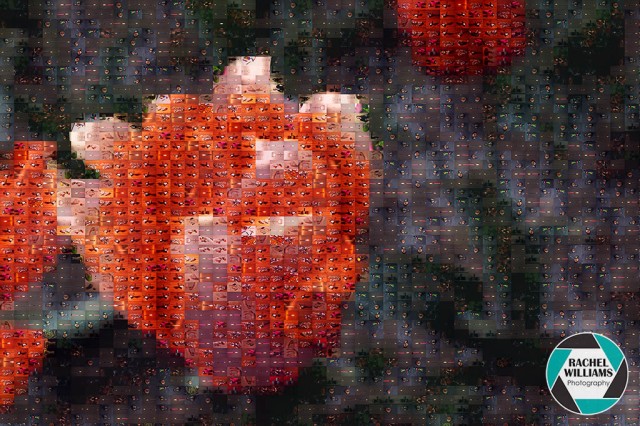 tulip, mosaic